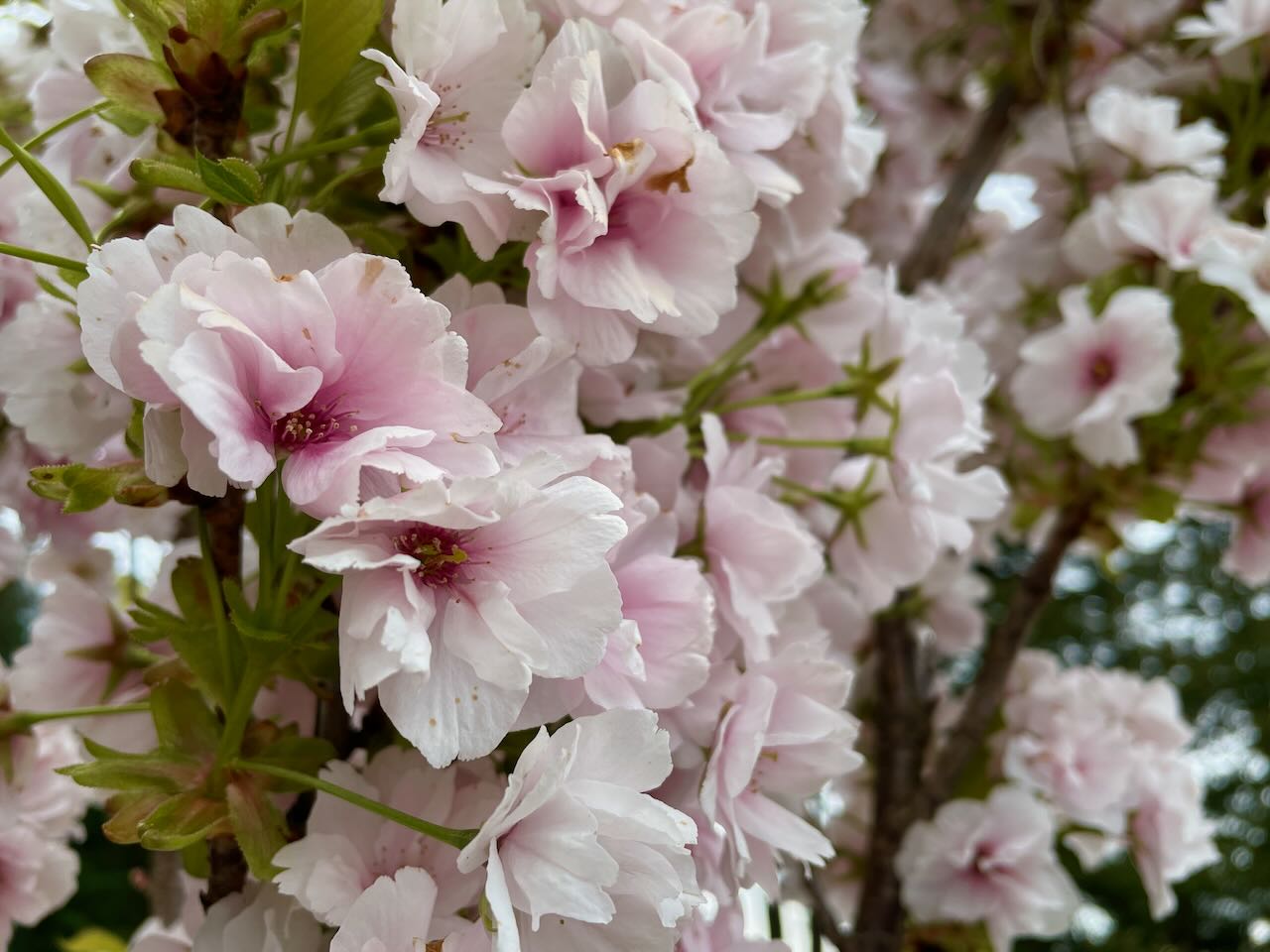 Spring Cherry Blossoms in Beaverton, Oregon
